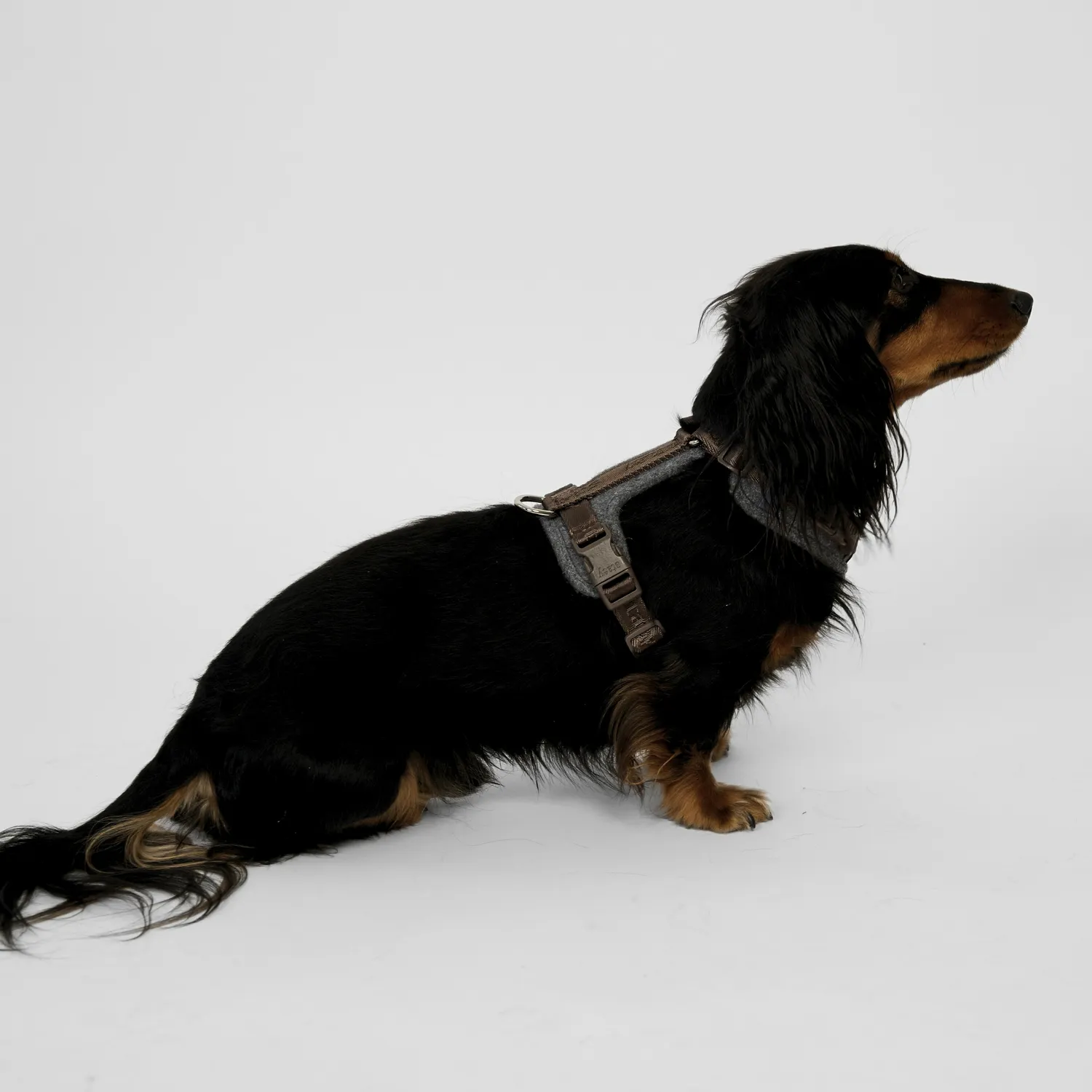 Staey Numa hundesele Stone let med front+ryg