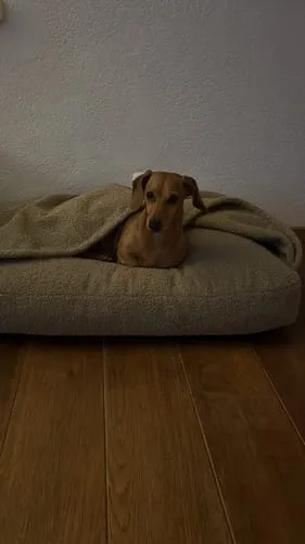 Staey Lana hundepude med hule oat bouclé