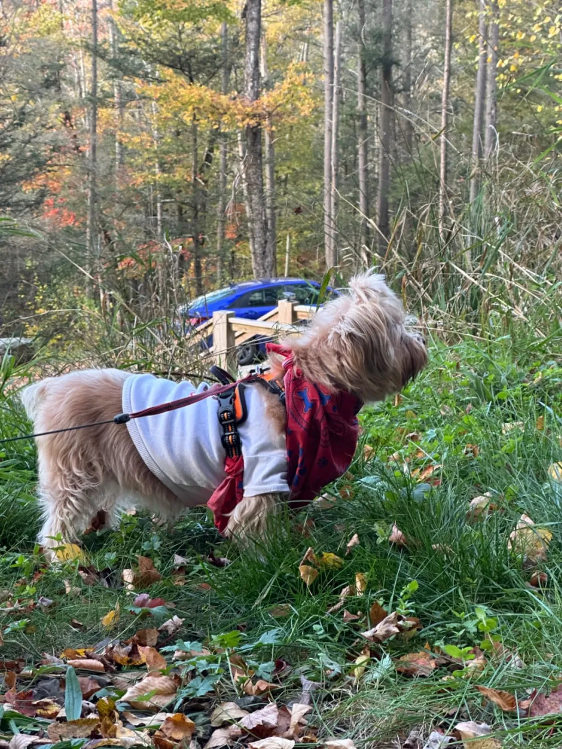 Dog Gone Smart UnBugz-It hundebandana insekt