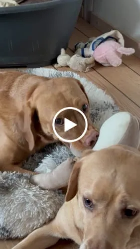 Staey Lana hundebamse uden piv med genbrugsfyld
