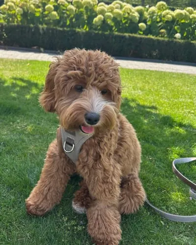 Staey Elma hundesnor Sand medium 152 cm