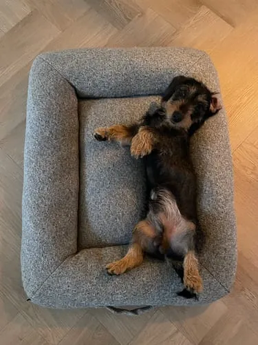Staey Curl hundeseng Taupe Medium blød