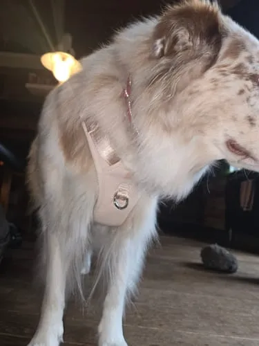 Staey Elma Active hundesele Storm med håndtag