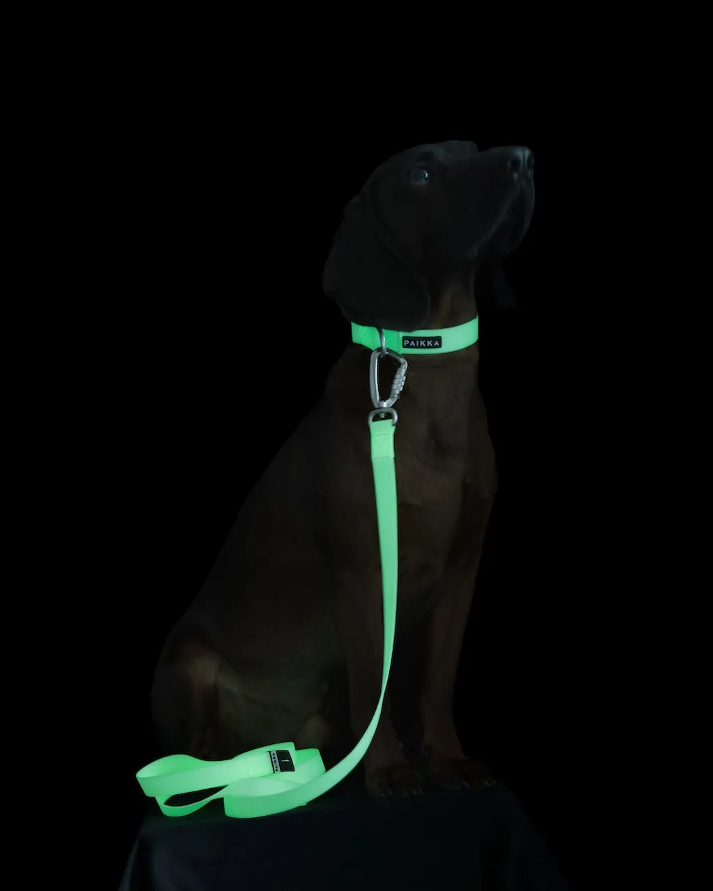 Paikka Glow hundesnor neon 180 cm selvlysende