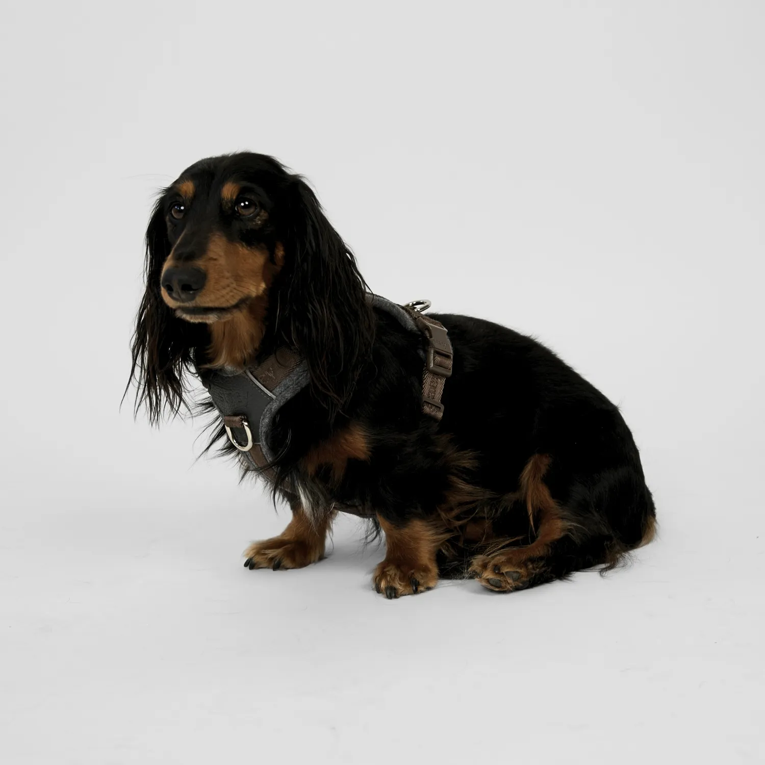 Staey Numa hundesele Stone let med front+ryg