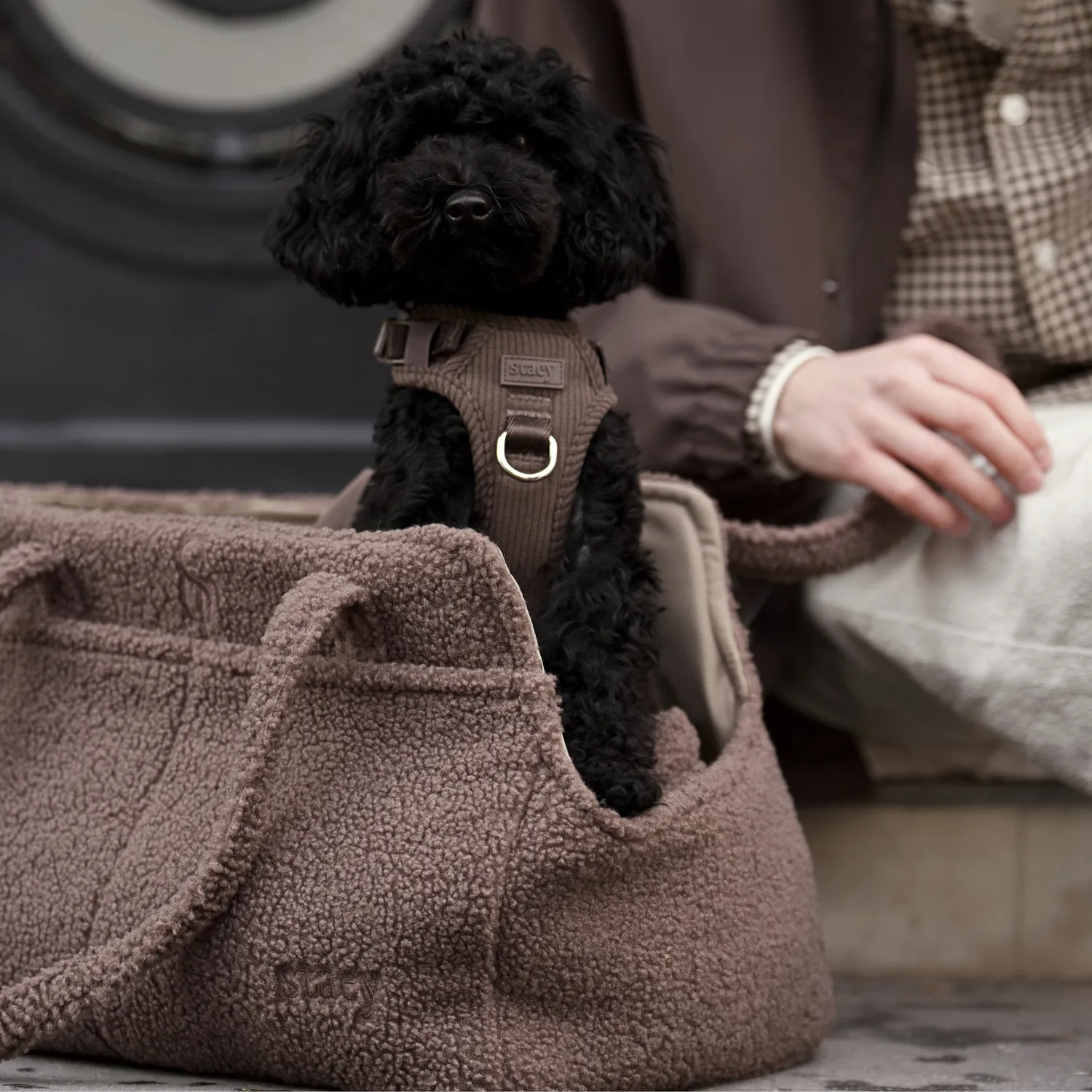 Staey Clara hundetaske limited edition teddy