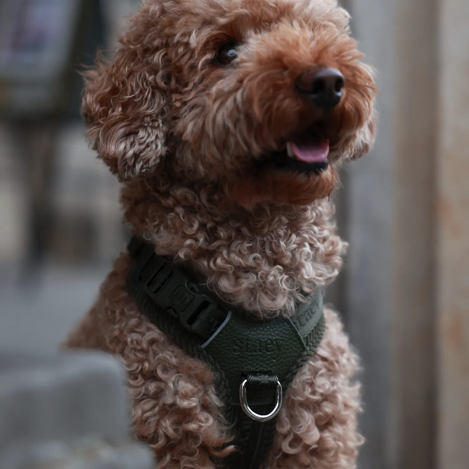 Staey Numa hundesele til hund Moss Green