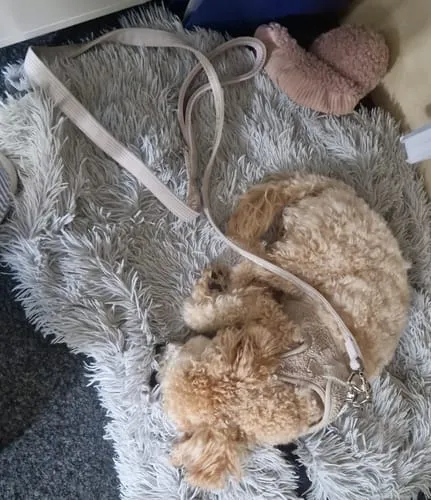 Staey Elma hundesnor Oat 152 cm blødt håndtag