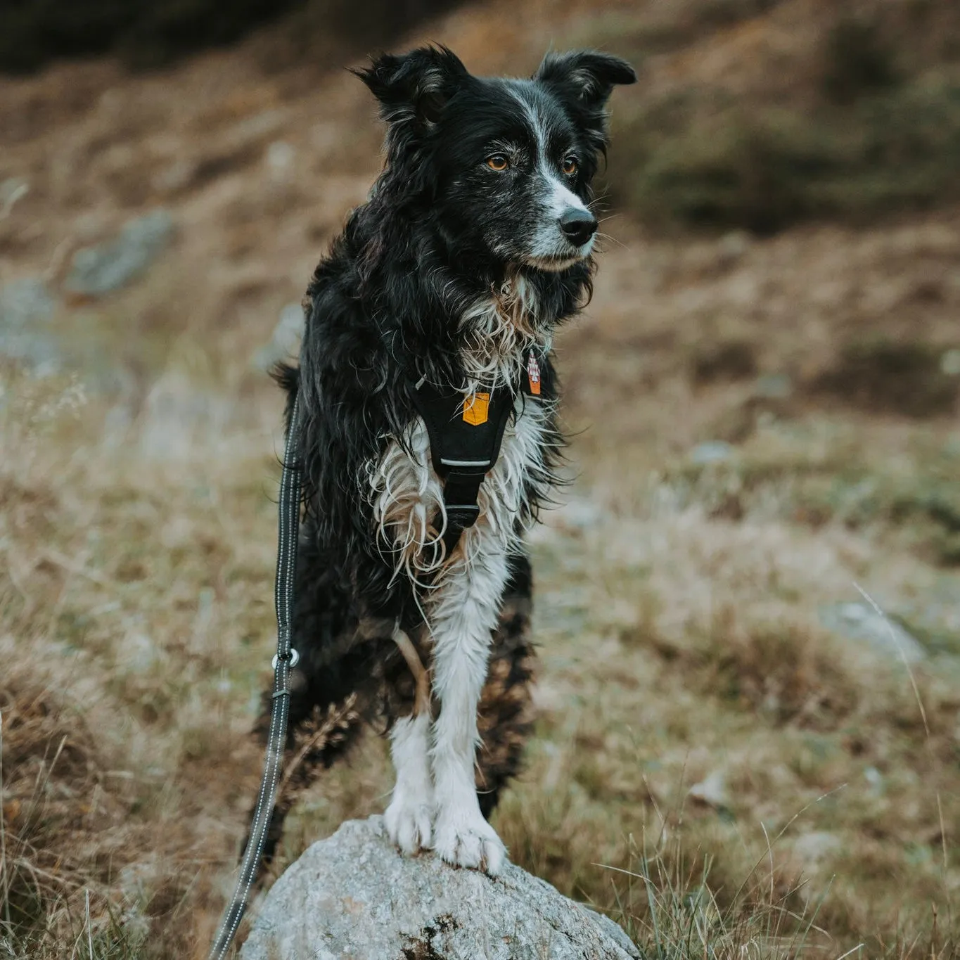 Woolly Wolf Wild Tundra hundesele sort