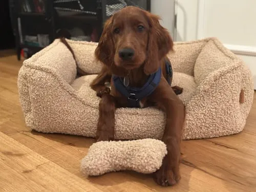 Staey Tora hundeseng Sand Curly med fast støtte