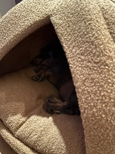 Staey Hundehule Dog Cave Oat Bouclé Hule 62x62 cm