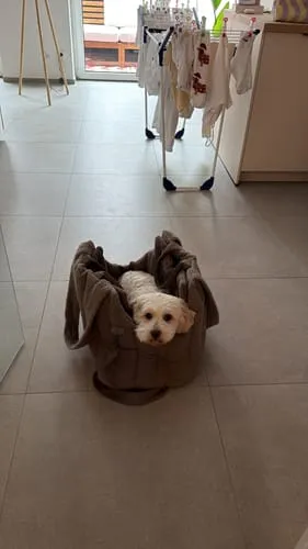 Staey Ella Carrier Bag hundetaske taupe til 9 kg