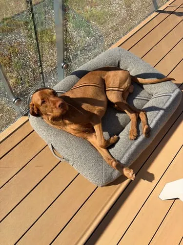 Staey Curl hundeseng Taupe Medium blød