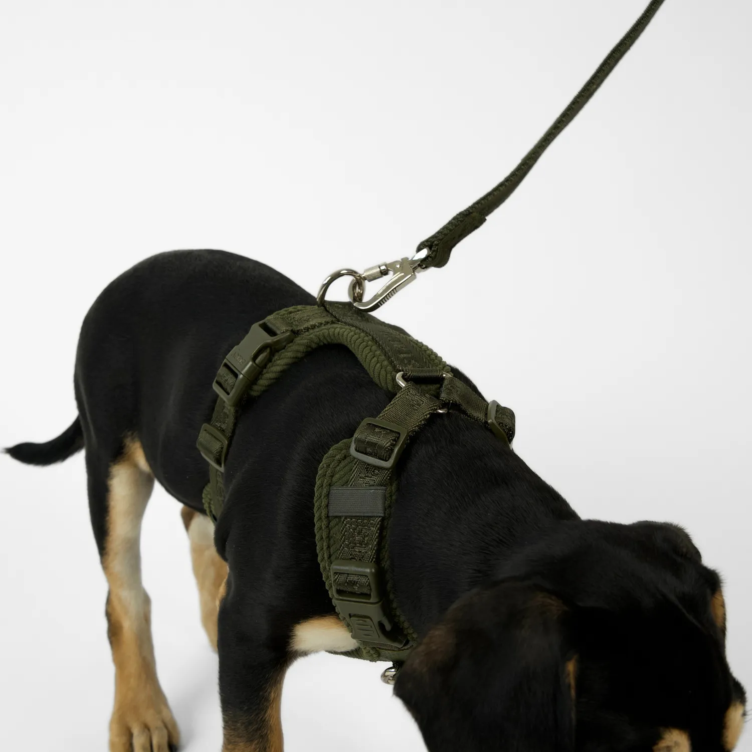 Staey Numa hundesele til hund Moss Green