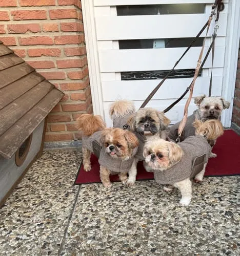 Staey Teddy hundefrakke Taupe overgangsjakke blød teddy