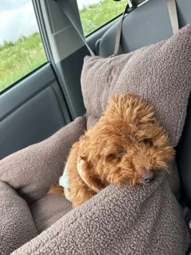 Staey Clara bilsæde til hund Limited Edition Teddy