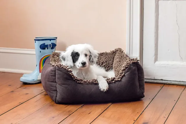 Dog Gone Smart Dirty Dog Lounger hundeseng microfiber