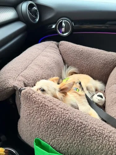Staey Clara bilsæde til hund Limited Edition Teddy