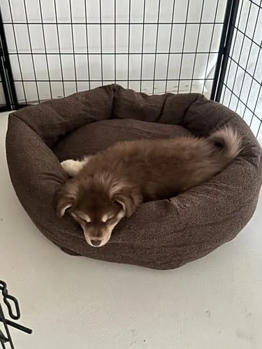 Staey Luna 3.0 hundeseng Moss Green Corduroy