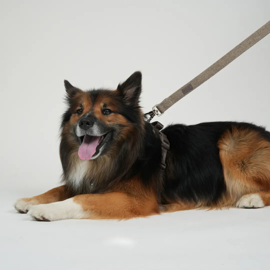 Staey Elma hundesnor mocca 152 cm rustfri