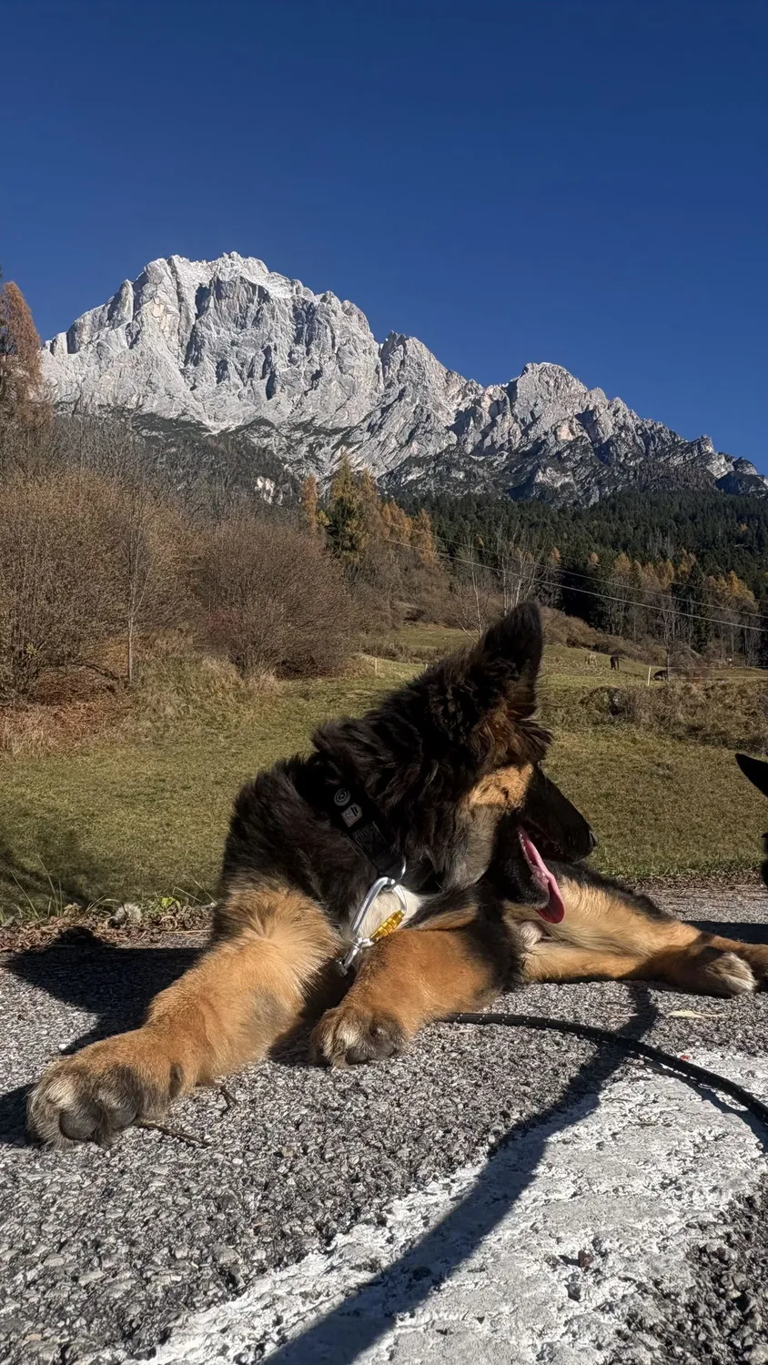 Woolly Wolf Raven Black hundehalsbånd sort genbrugspolyester