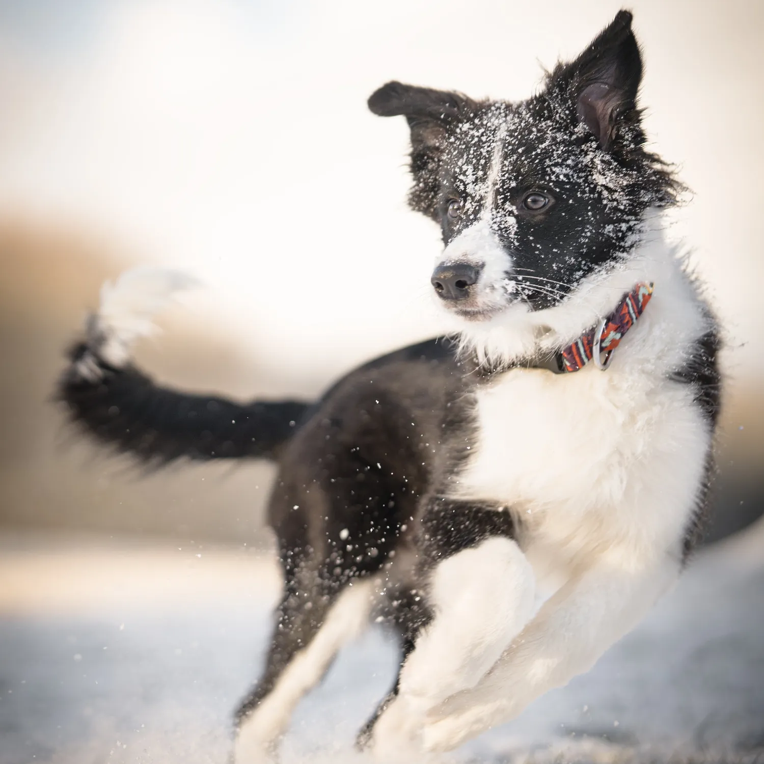 Woolly Wolf Polar Night hundehalsbånd genbrugt blødt