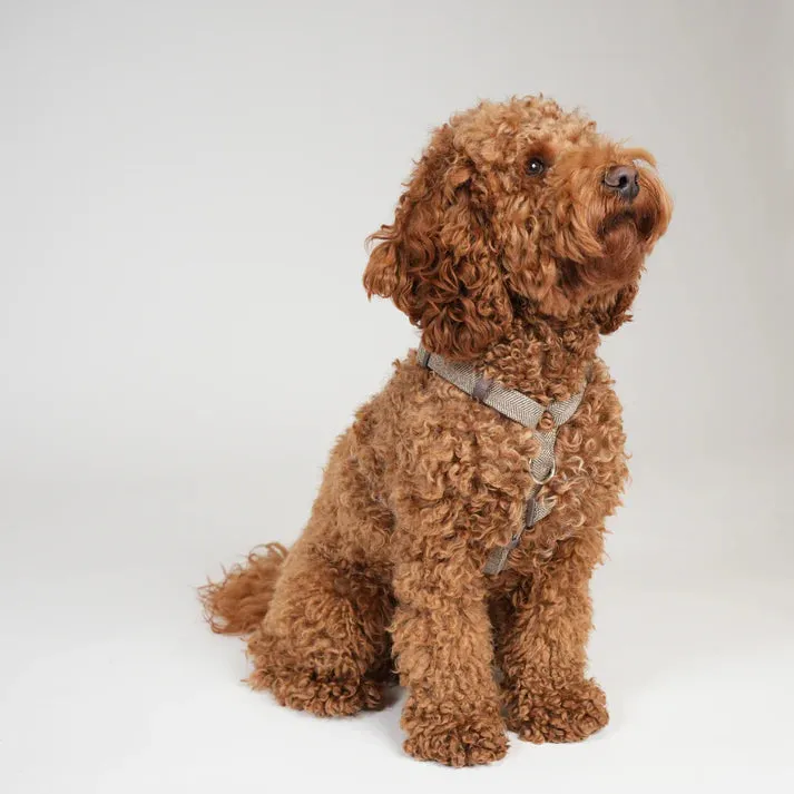 Staey Tara H-sele hundesele Mocca letvægt