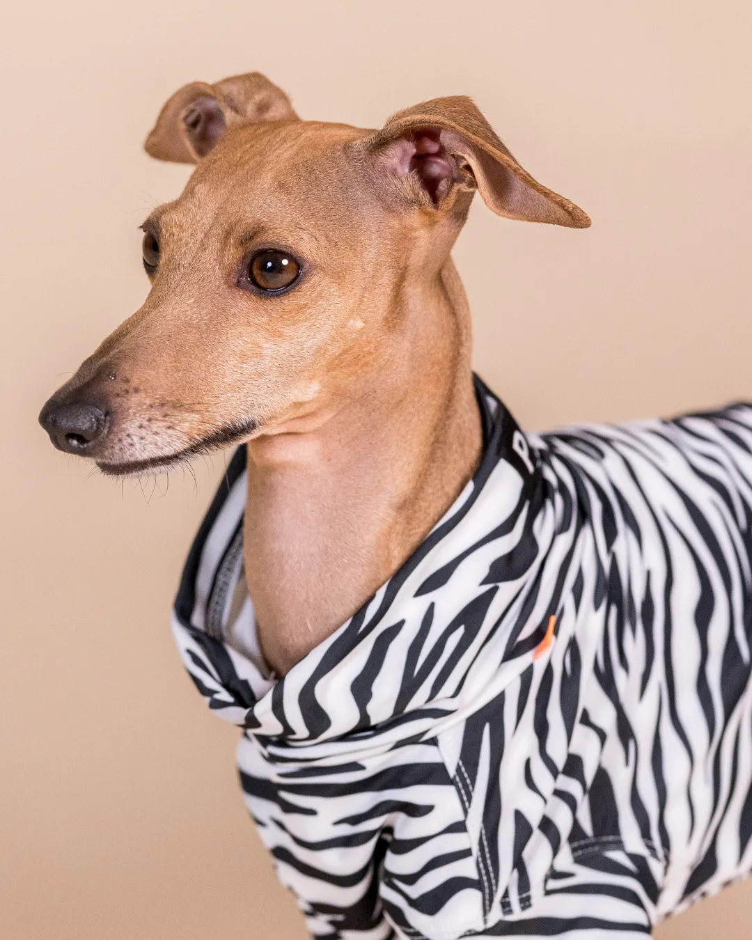 Paikka UV & Bug Shirt hundetrøje zebra UPF 50+