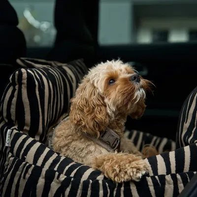 Staey Lara bilsæde til hund Zebra 2.0 op til 18 kg