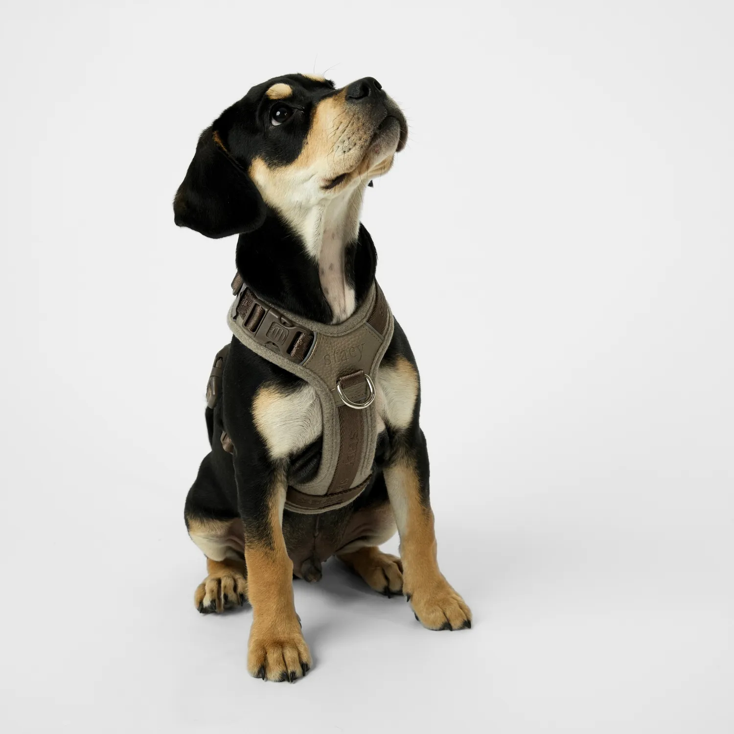 Staey Numa hundesele Sand let sommerpasform