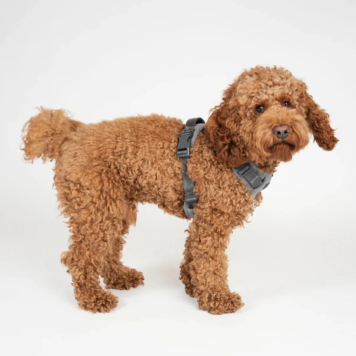 Staey Elma hundesele Dusty Blue polstret Y-sele