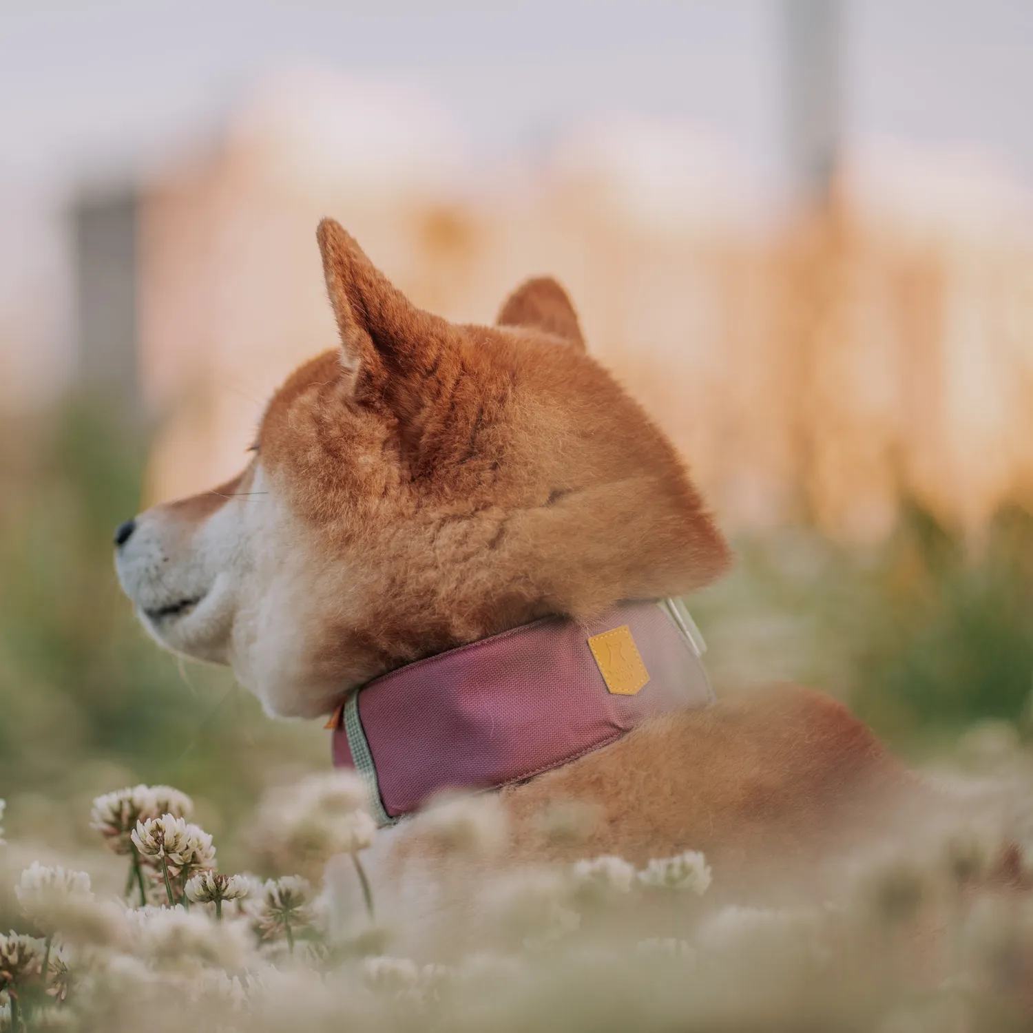 Woolly Wolf Alpha 360 hundehalsbånd mauve mix letvægt