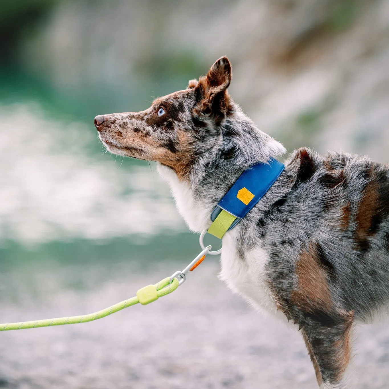Woolly Wolf Alpha 360 hundehalsbånd dyb teal med refleks