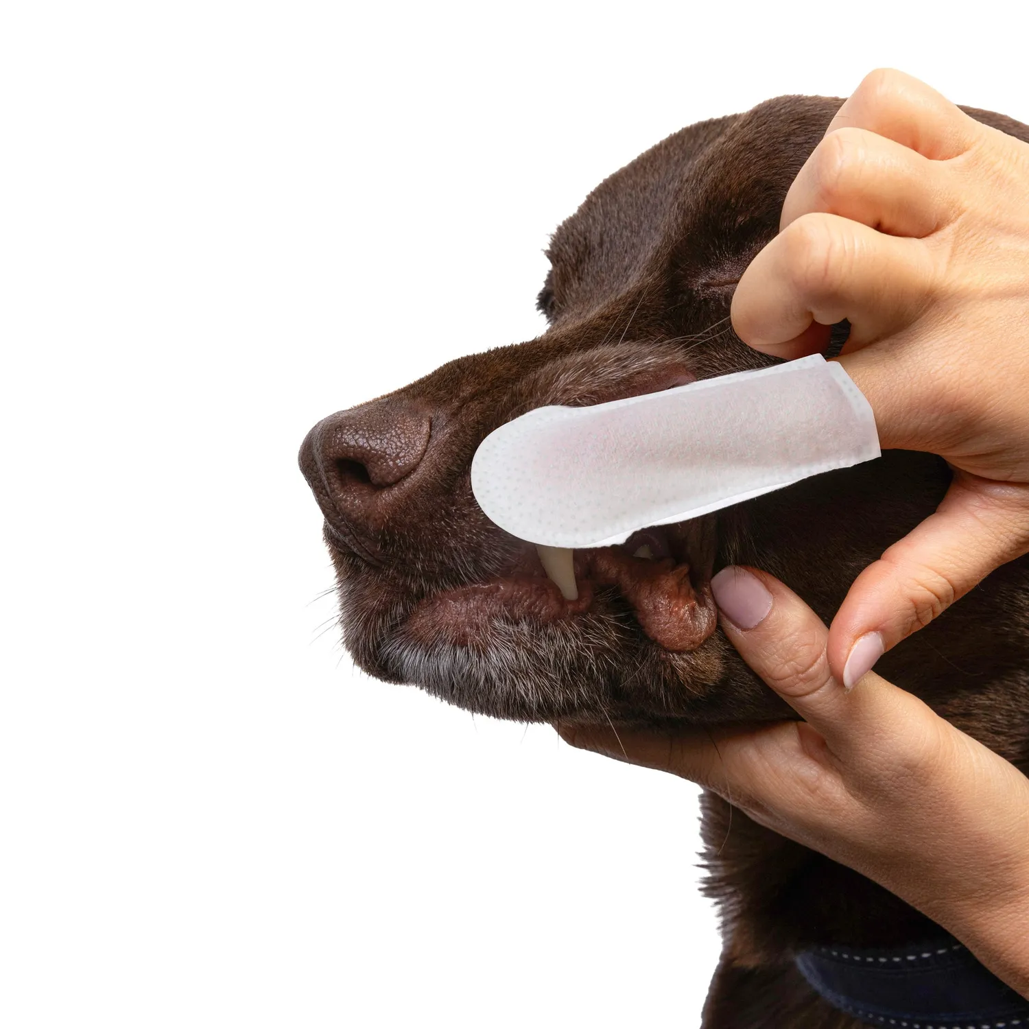 Goo-eez Dual-Action tandservietter til hund 50 stk finger