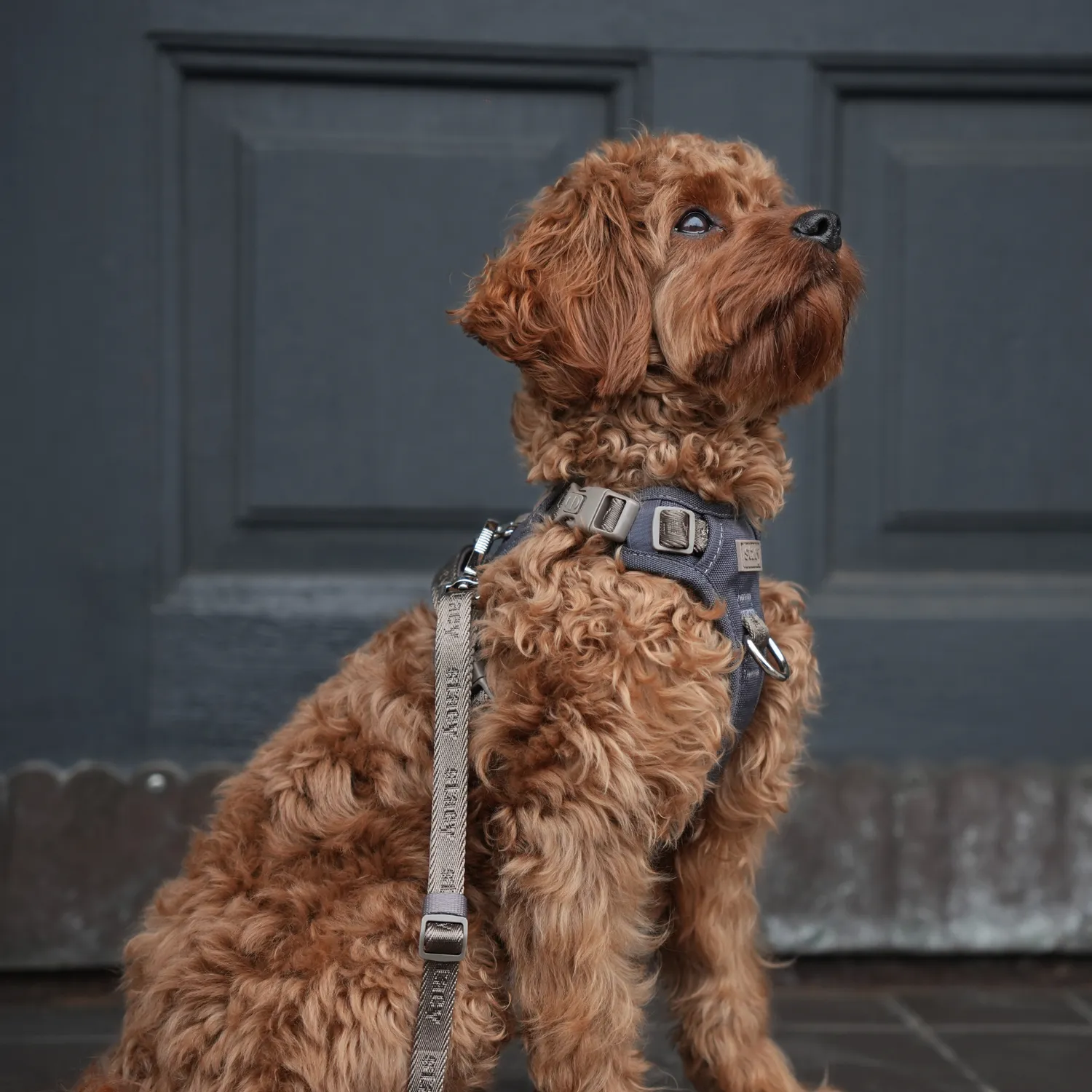 Staey Elma Active hundesele Storm med håndtag