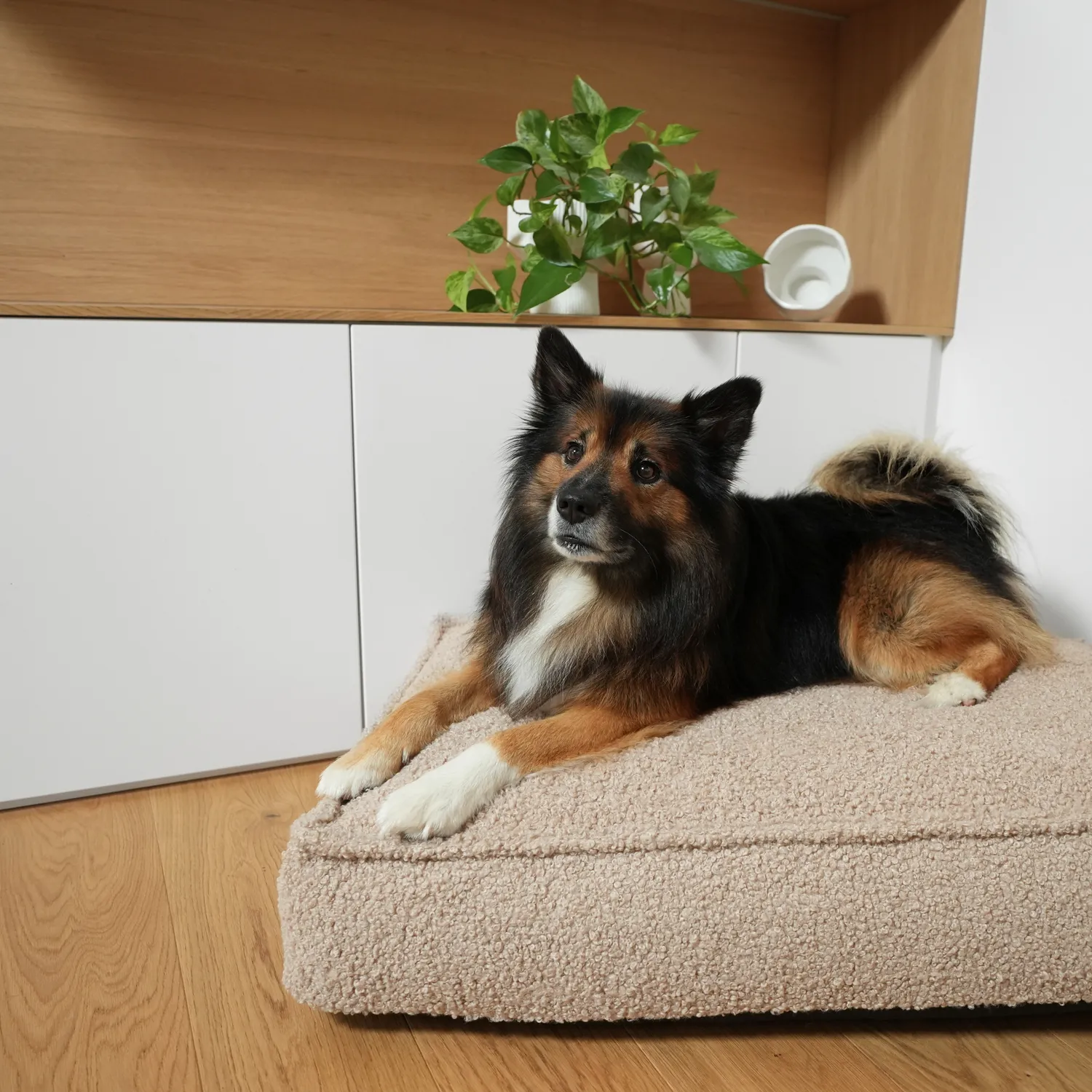 Staey Noor hundepude Sand Curly – fast skum