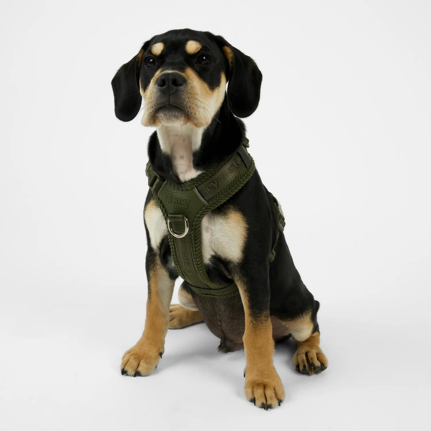 Staey Numa hundesele til hund Moss Green