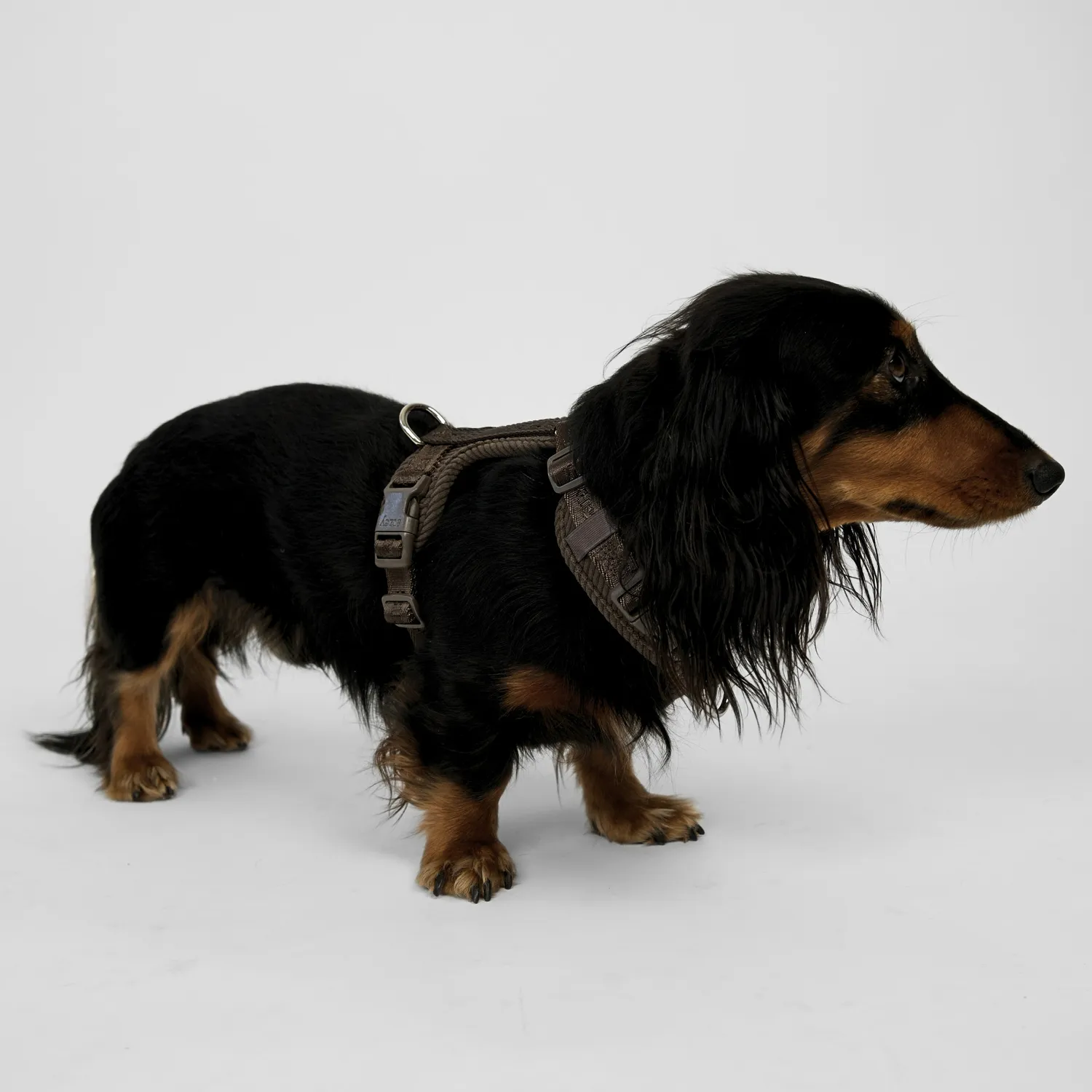 Staey Numa hundesele Dark Oak letvægt