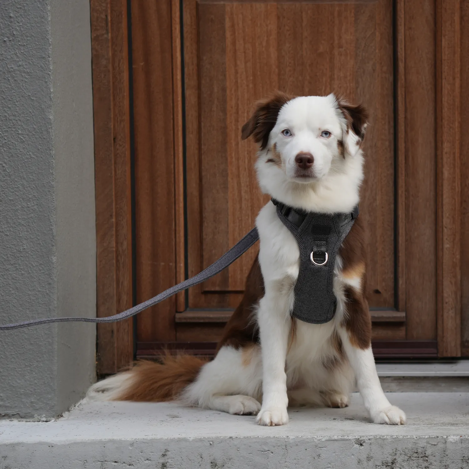 Staey Elma hundesele Dusty Blue polstret Y-sele