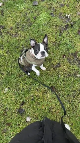 Barkii Training Treats træningsgodbidder kylling 100 g kornfri