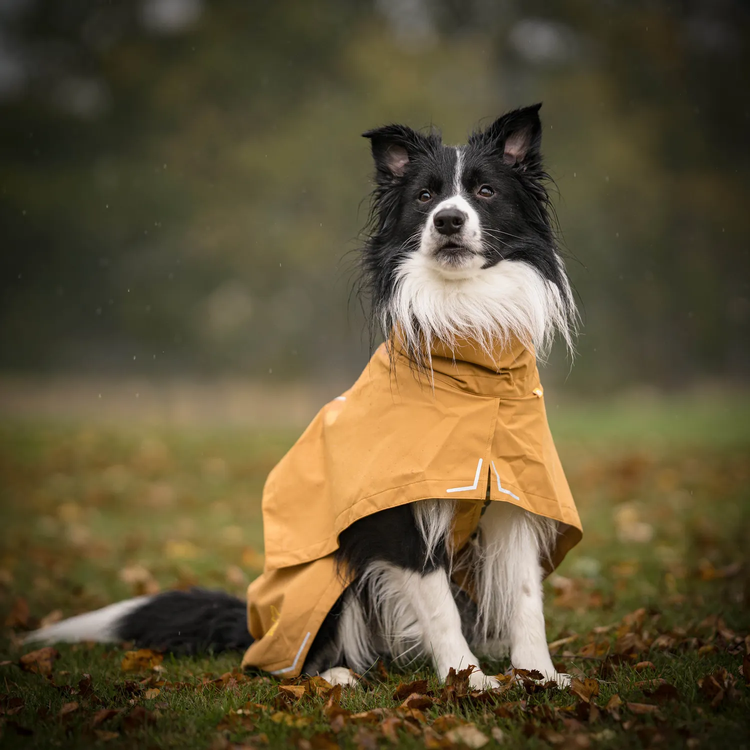 Woolly Wolf Cloudshell regnjakke hund brun