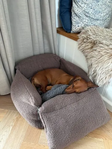 Staey Clara bilsæde til hund Limited Edition Teddy