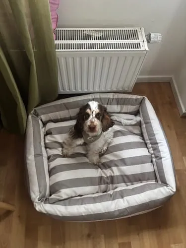 Staey Alba hundeseng striped vaskbar