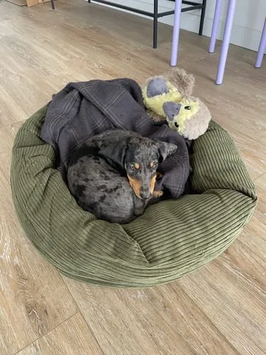Staey Luna 3.0 hundeseng Moss Green Corduroy