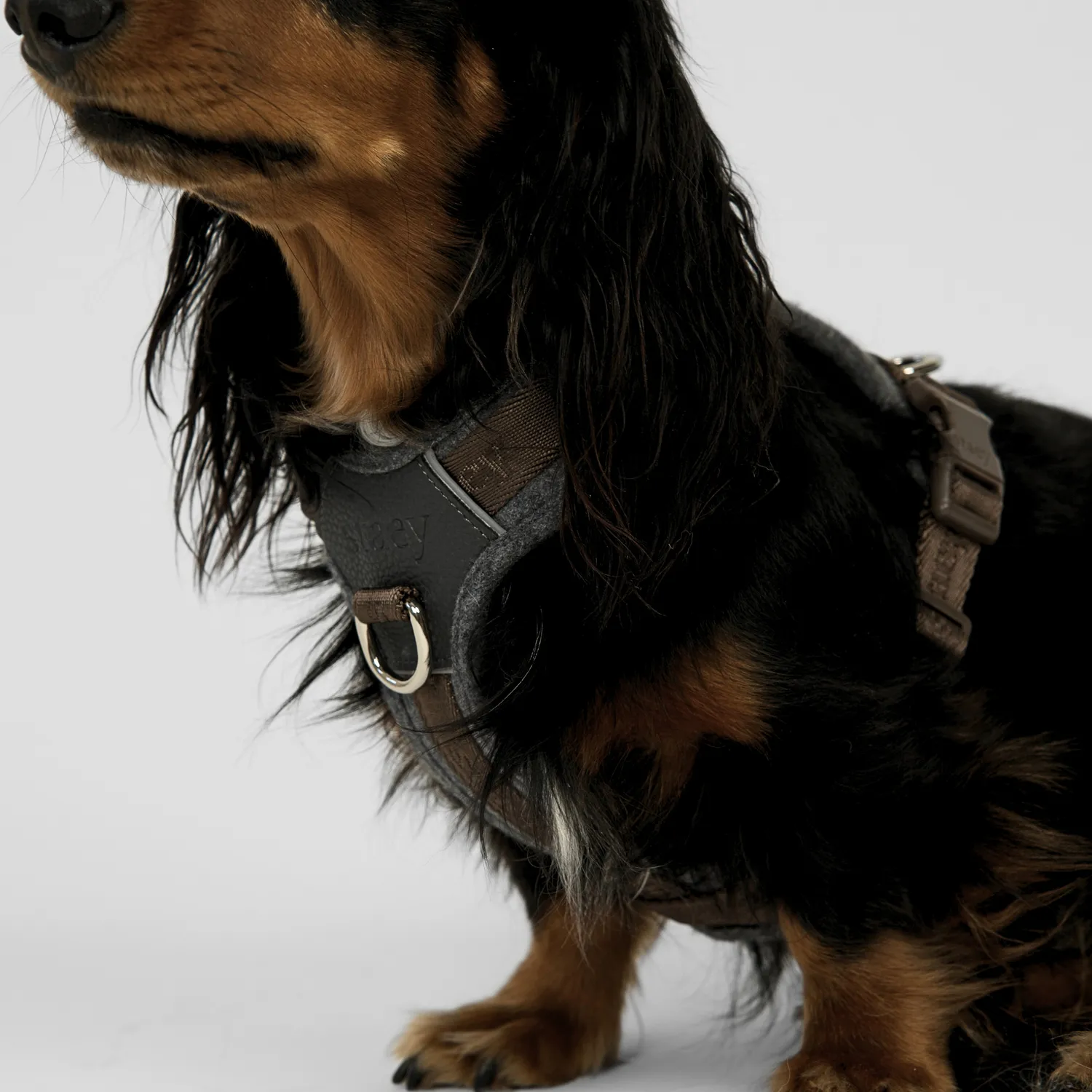 Staey Numa hundesele Stone let med front+ryg