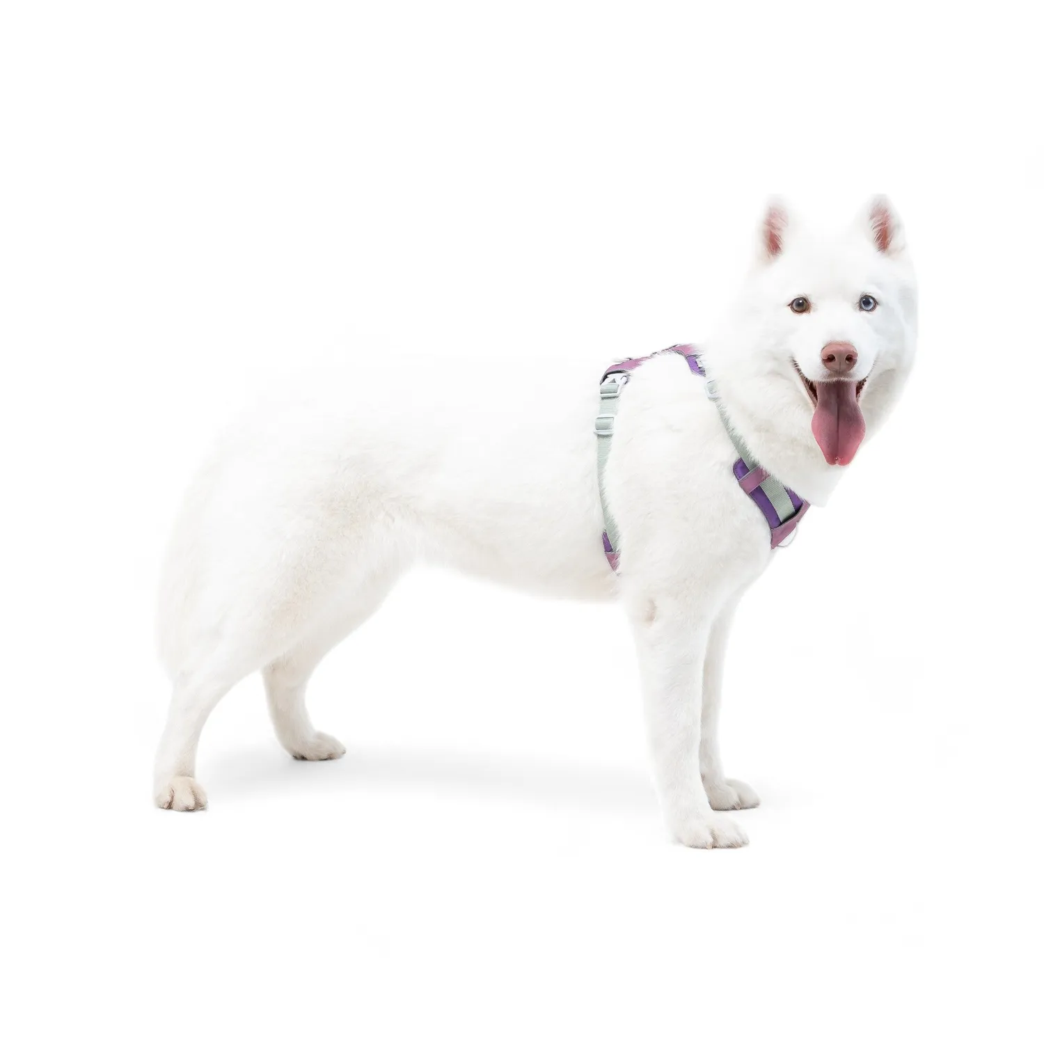 Woolly Wolf Alpha 360 sele Mauve Mix refleks
