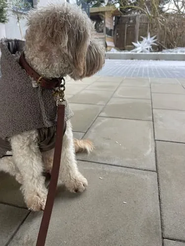 Staey Grace lædersnor til hund 2 meter Chestnut
