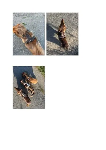 Staey Numa hundesele Mocca let Y-sele