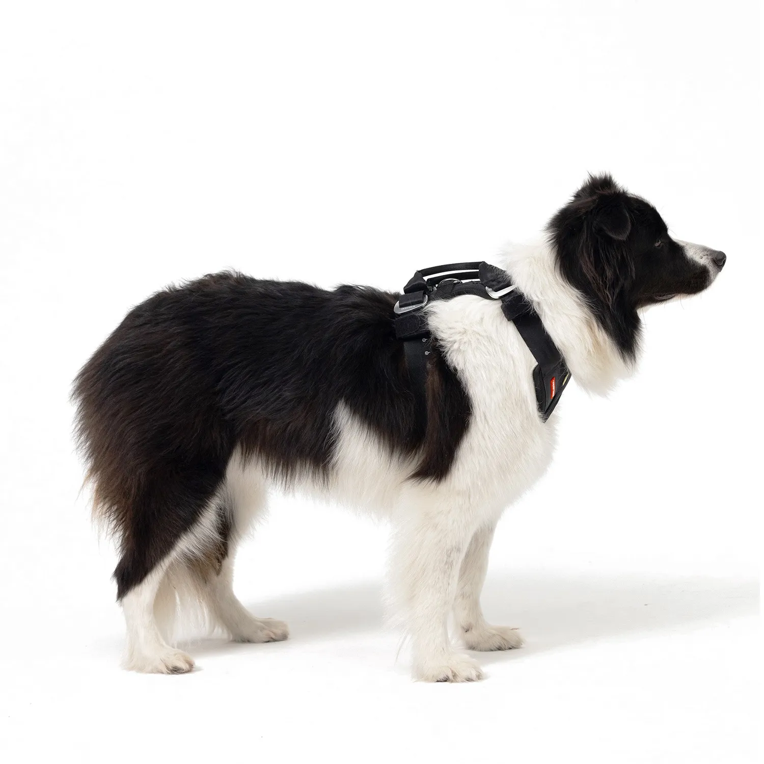 EzyDog Drive bilsele sort med selestropper