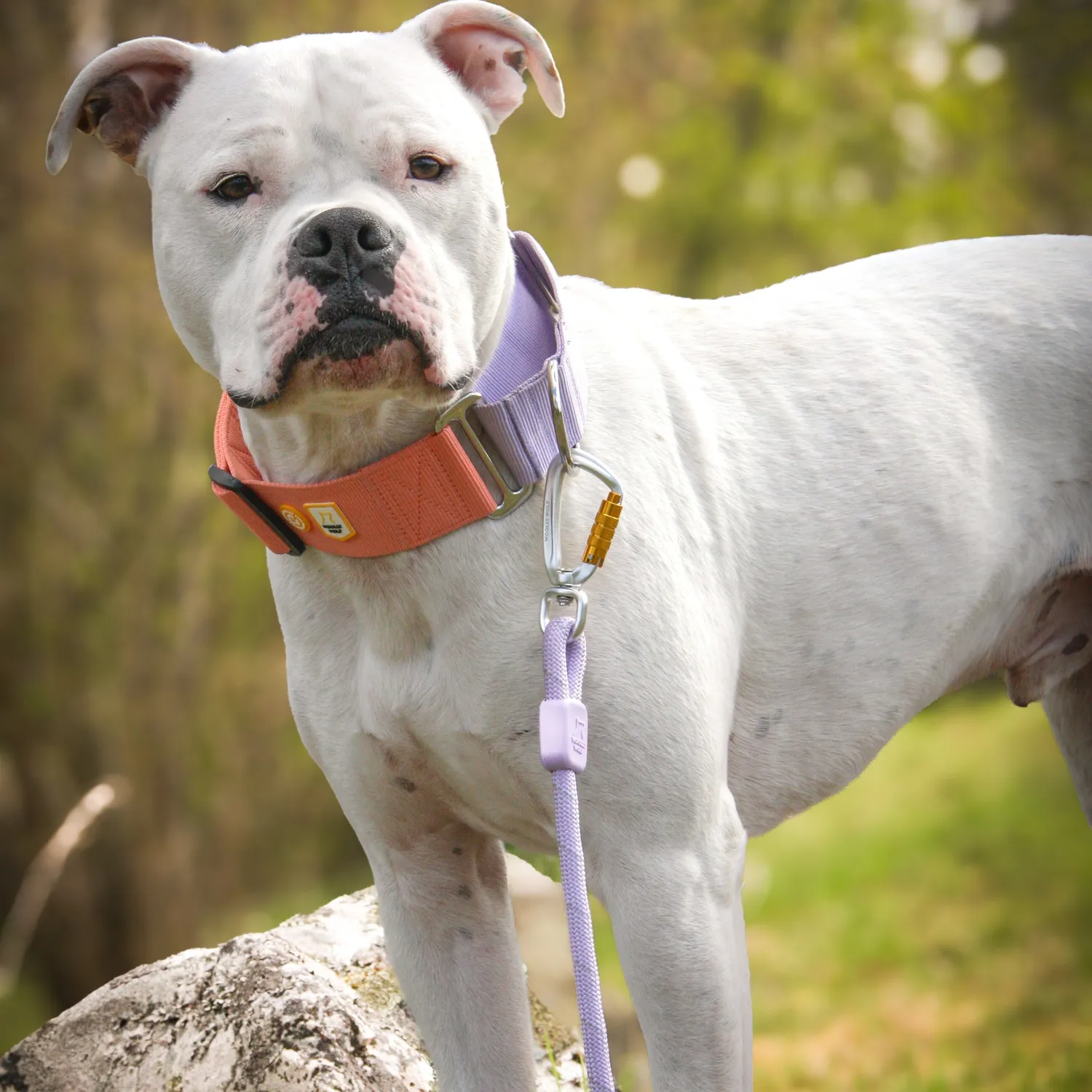 Woolly Wolf Rope Leash hundesnor lavendel 180 cm refleks